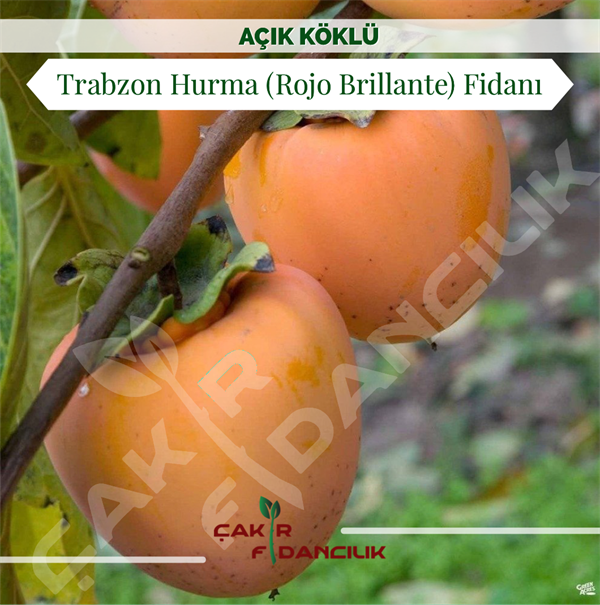  Trabzon Hurma(Cennet Hurması) (Rojo Brillante) Fidanı1,50-170 cm BOY
