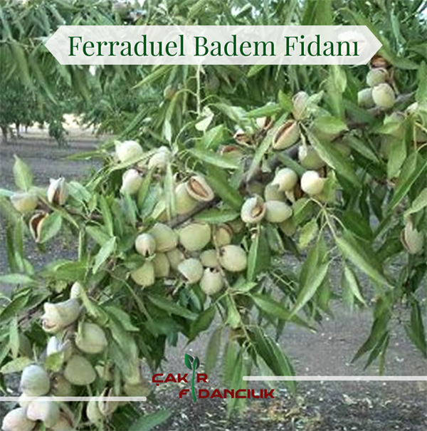 Ferraduel Badem Fidanı Açık Köklü
