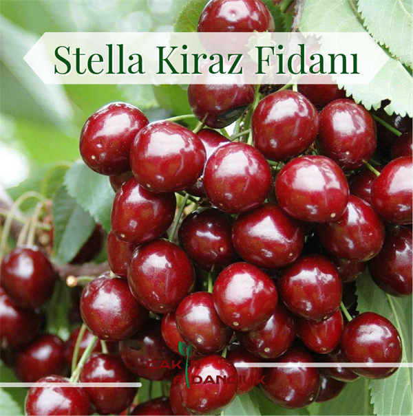 Stella Kiraz Fidano