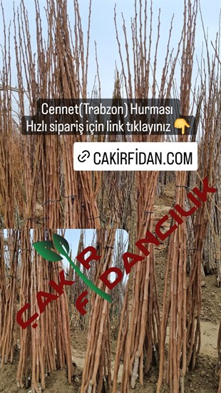  Trabzon Hurma(Cennet Hurması) (Rojo Brillante) Fidanı-1.80-2.00 cm BOY