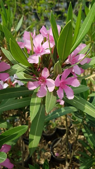 Zakkum Çiçeği Bitkisi Fidanı Ağacı ( nerium oleander)